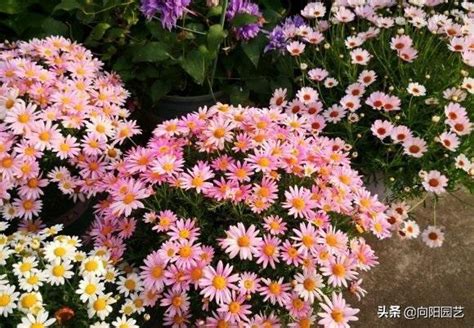 瑪格麗特不開花